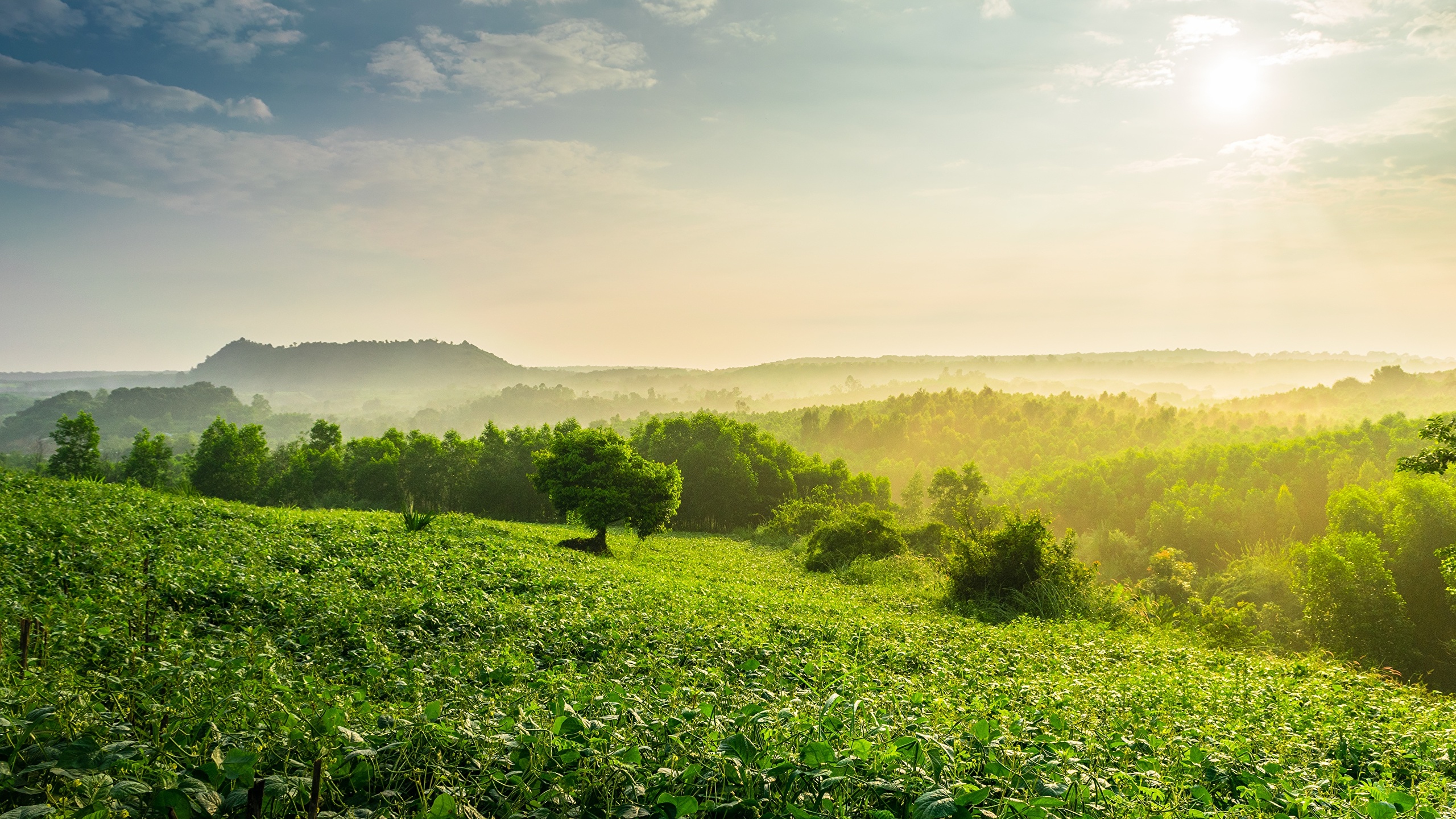 Tea Plantation Wallpapers