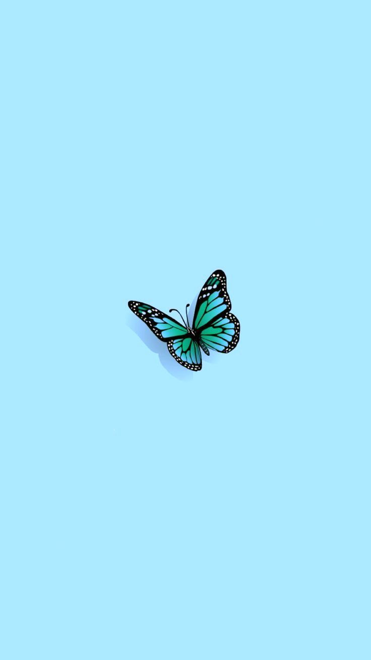 Teal Butterfly Wallpapers