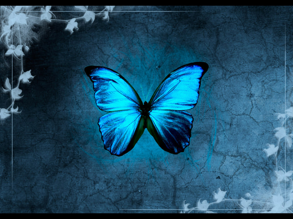 Teal Butterfly Wallpapers