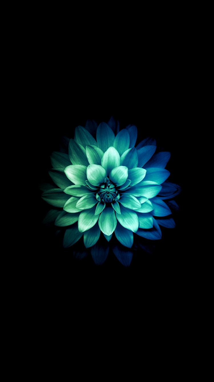 Teal Flower Wallpapers