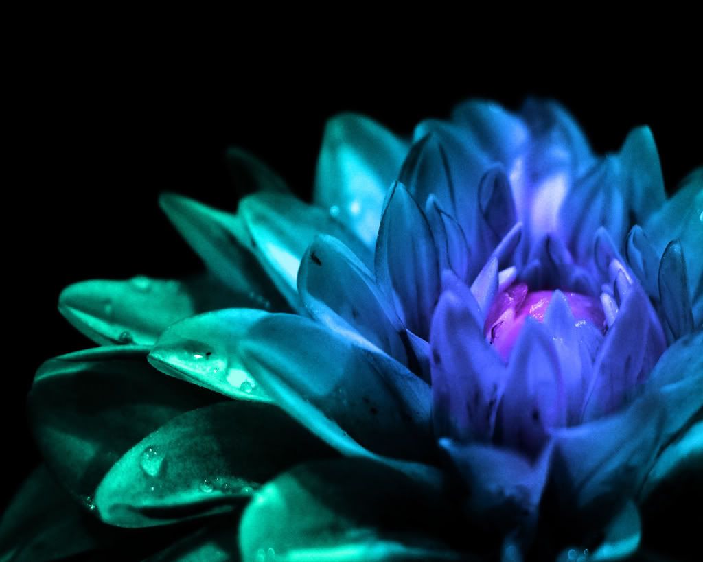 Teal Flower Wallpapers