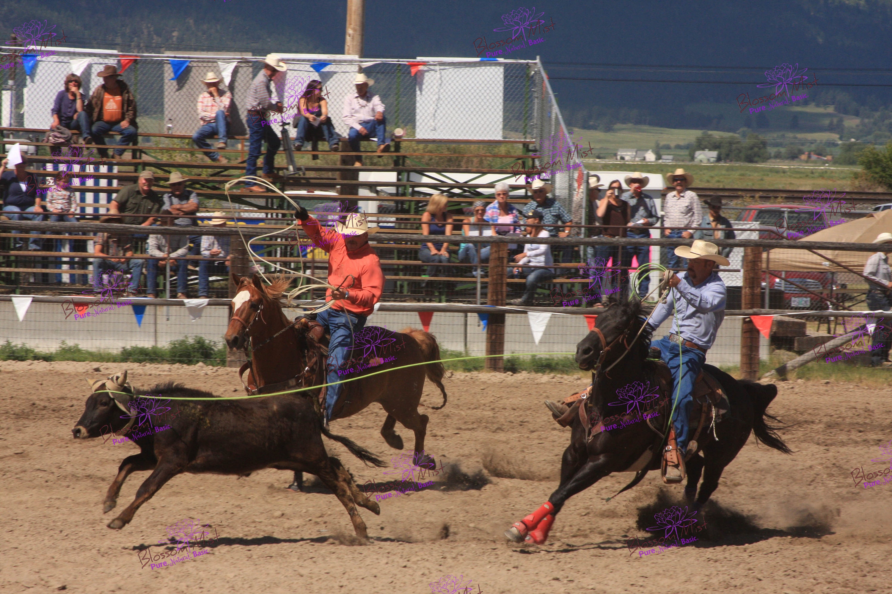 Team Roping Wallpapers