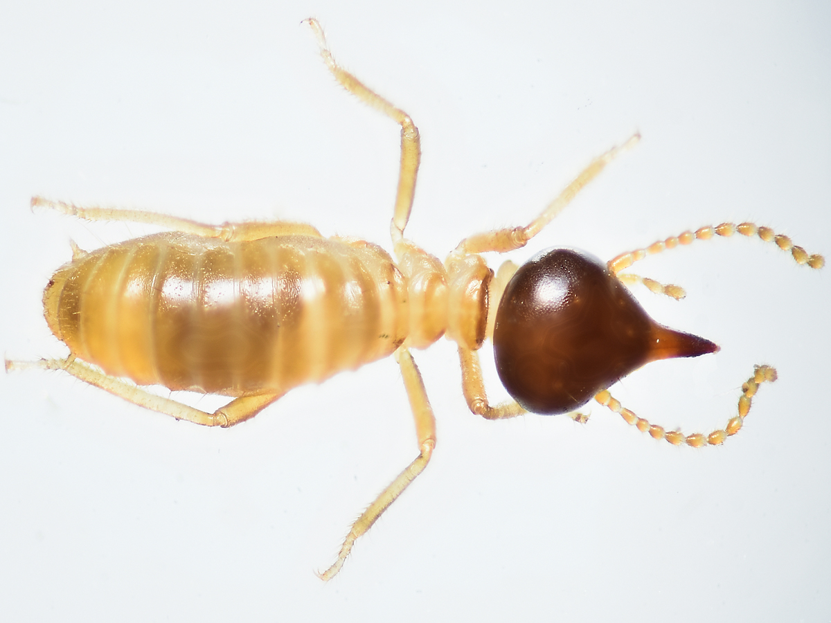 Termite Wallpapers