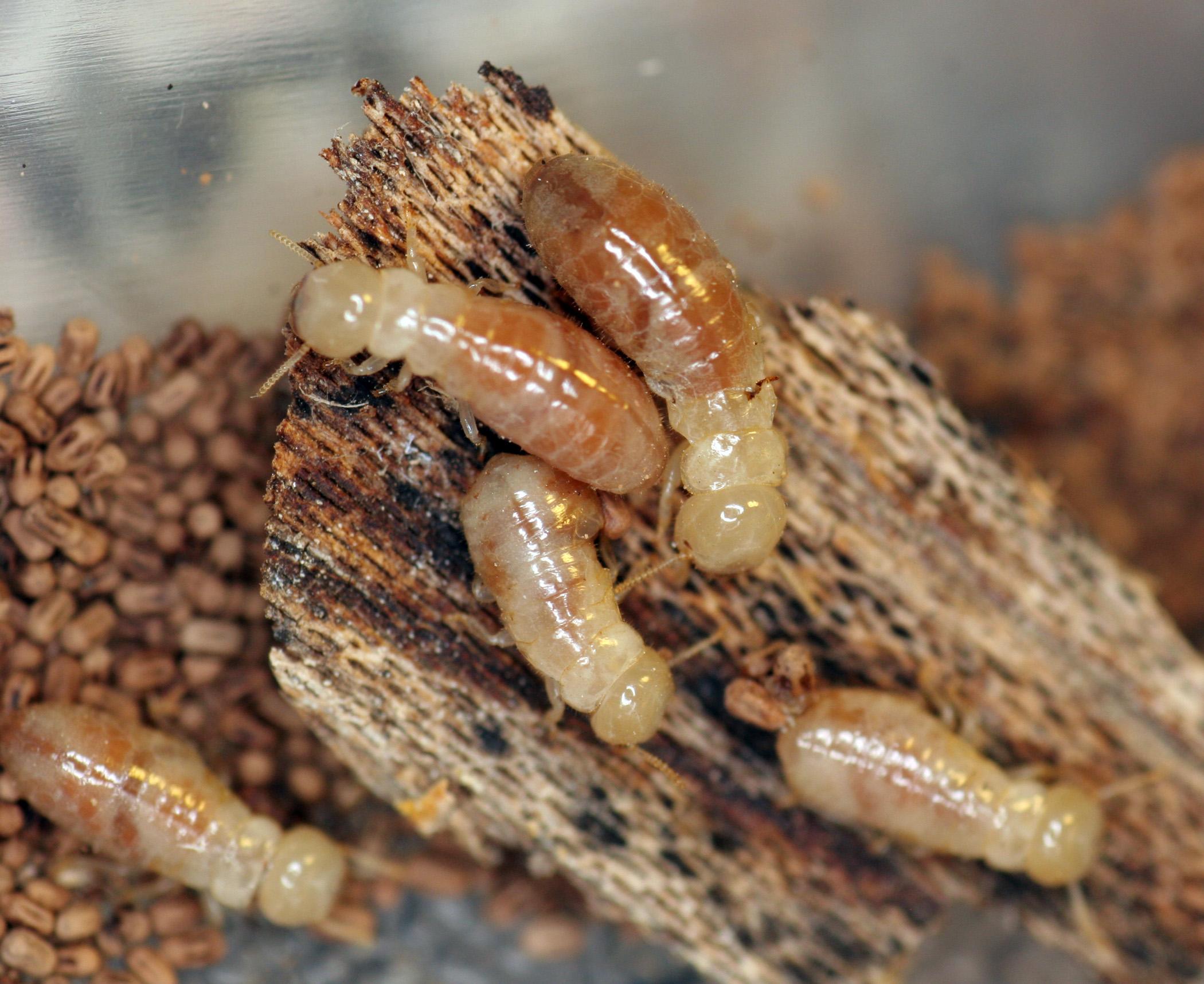 Termite Wallpapers