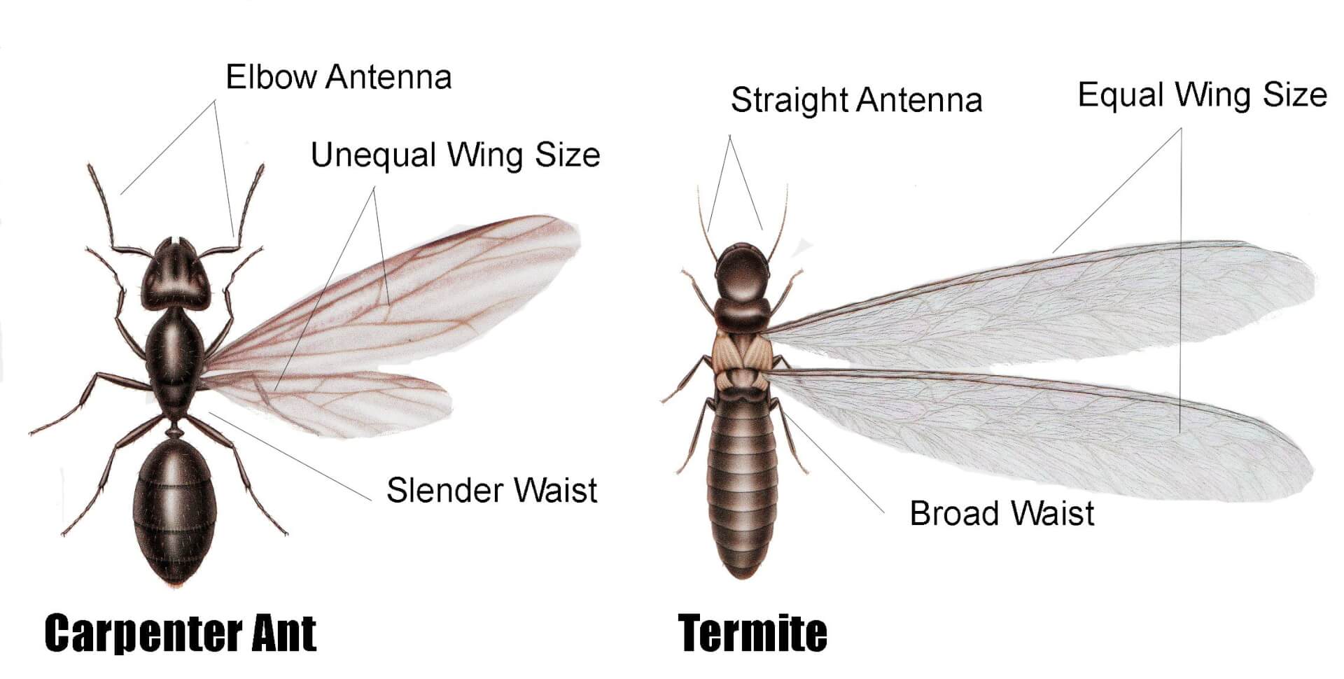 Termite Wallpapers