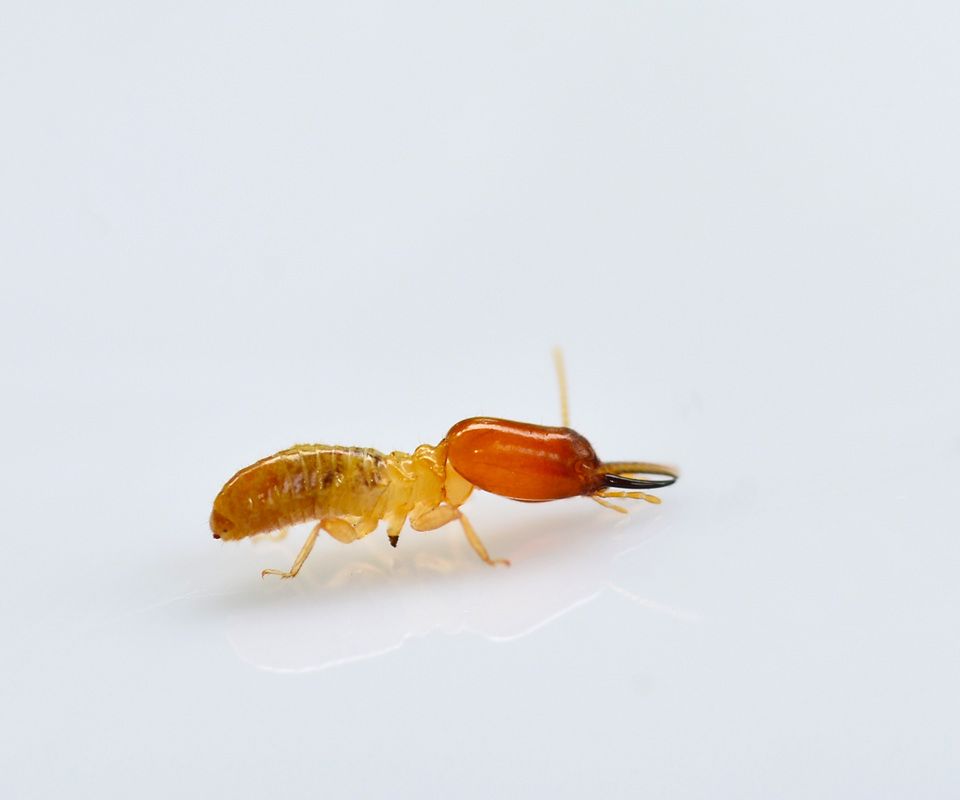 Termite Wallpapers