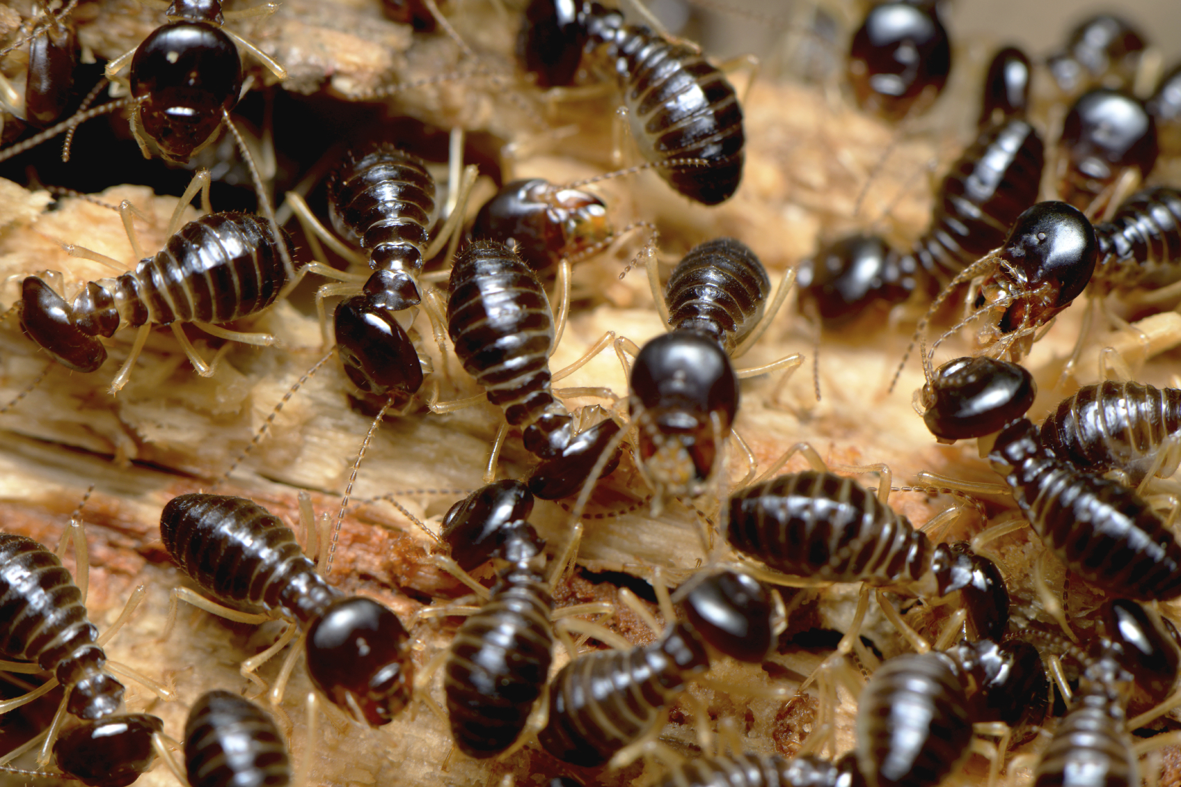 Termite Wallpapers