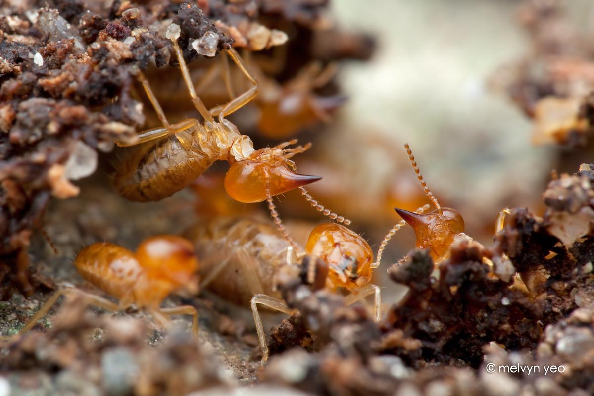 Termite Wallpapers