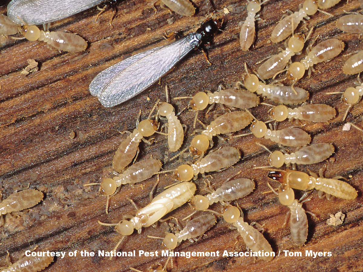 Termite Wallpapers