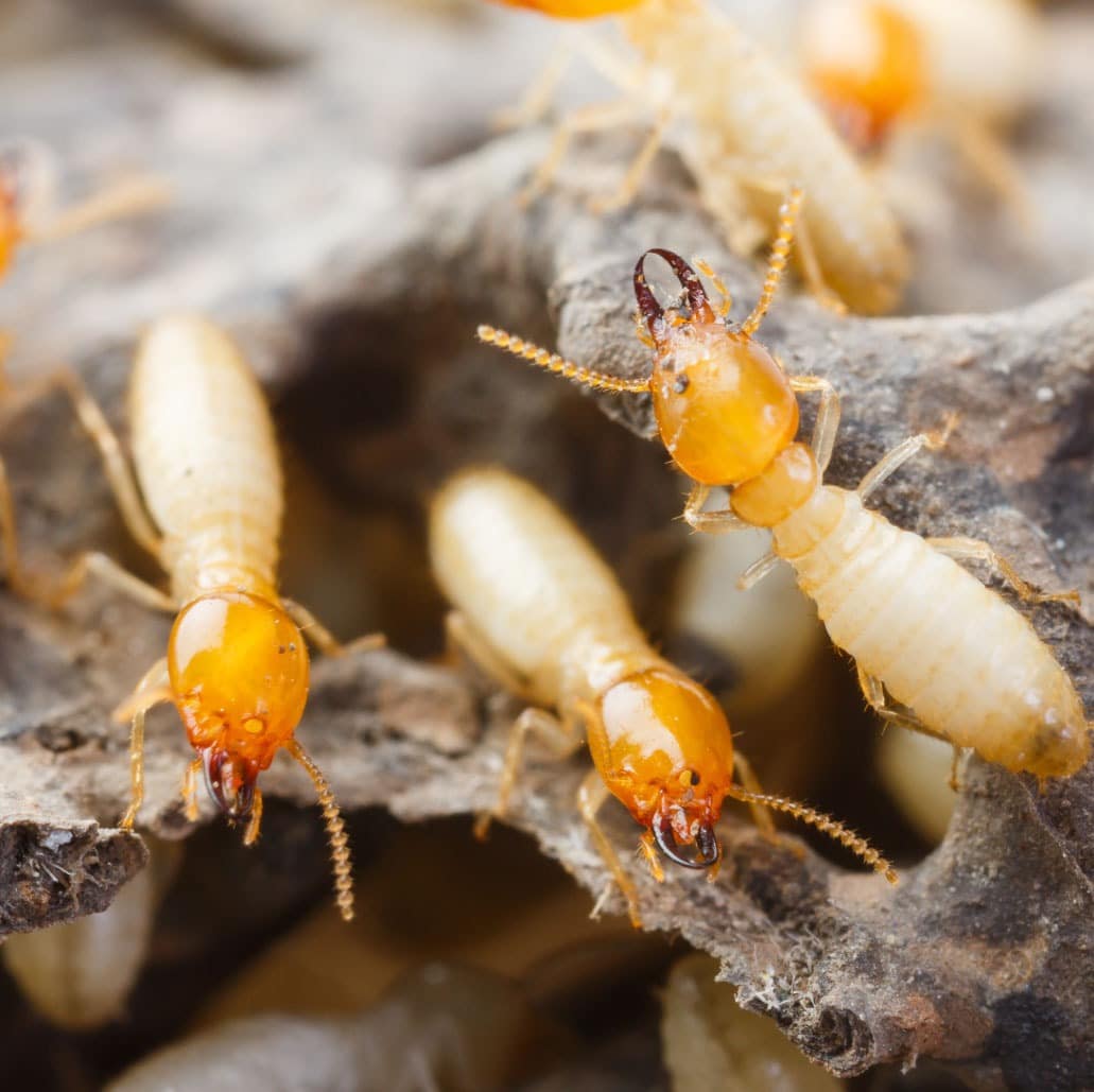 Termite Wallpapers