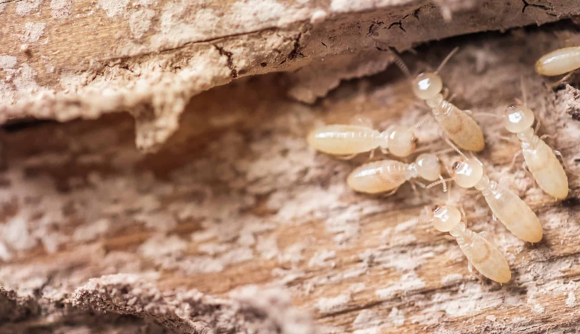 Termite Wallpapers