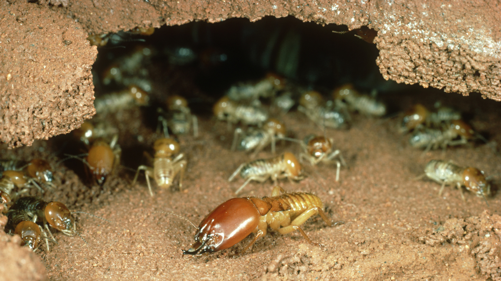 Termite Wallpapers