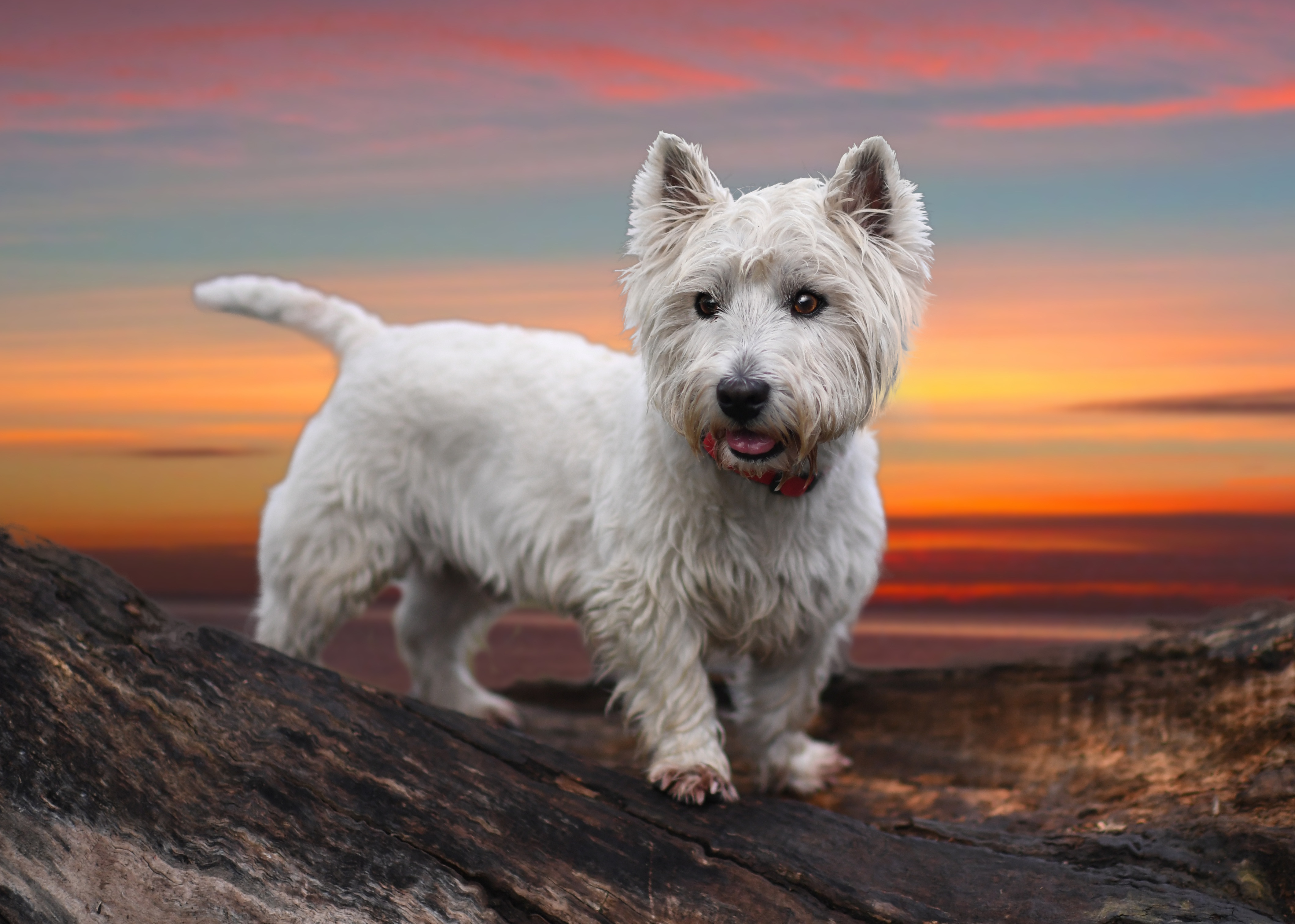 Terrier Wallpapers