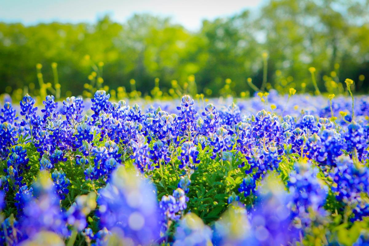 Texas Bluebonnets Wallpapers