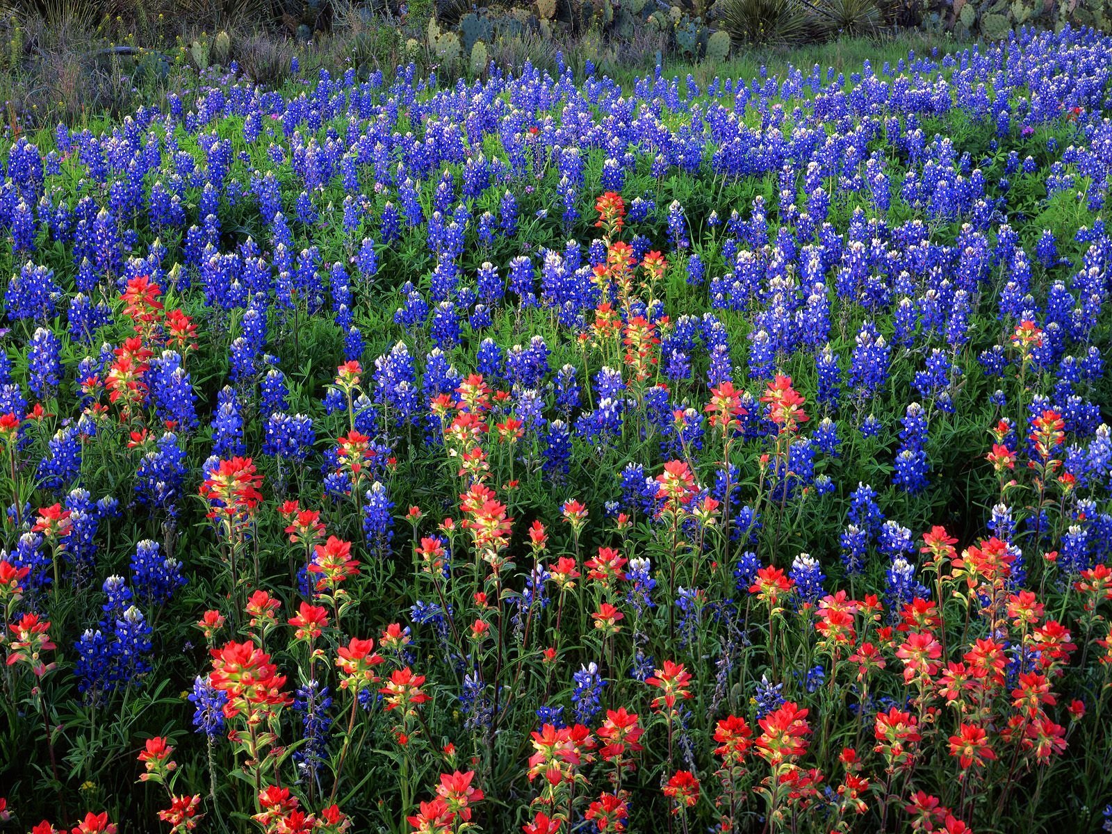 Texas Bluebonnets Wallpapers