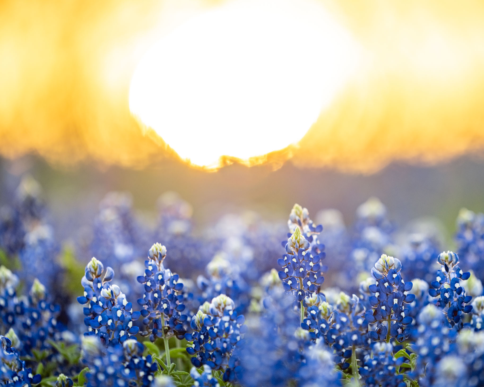 Texas Bluebonnets Wallpapers