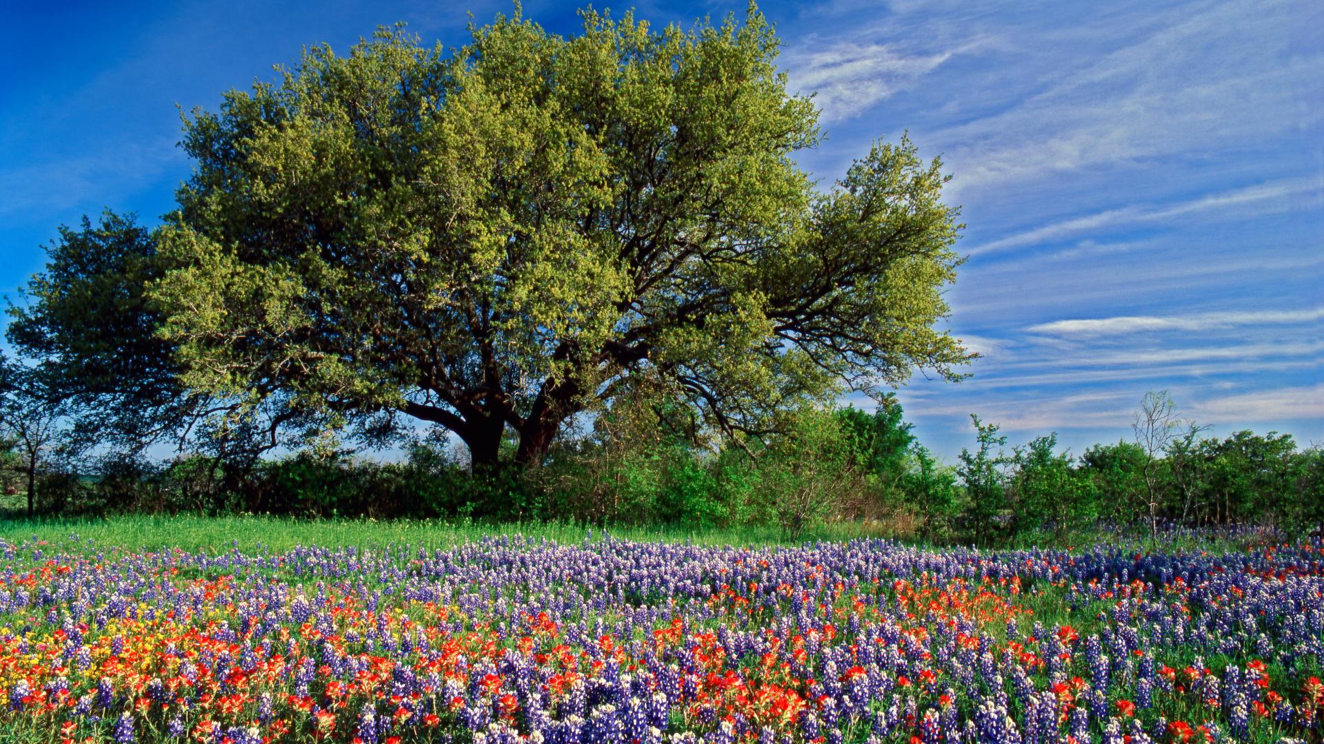 Texas Landscape Wallpapers