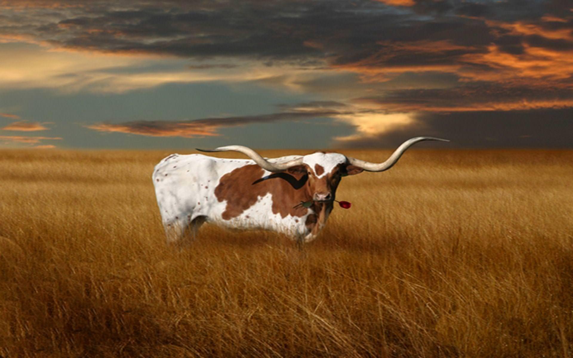 Texas Wallpapers