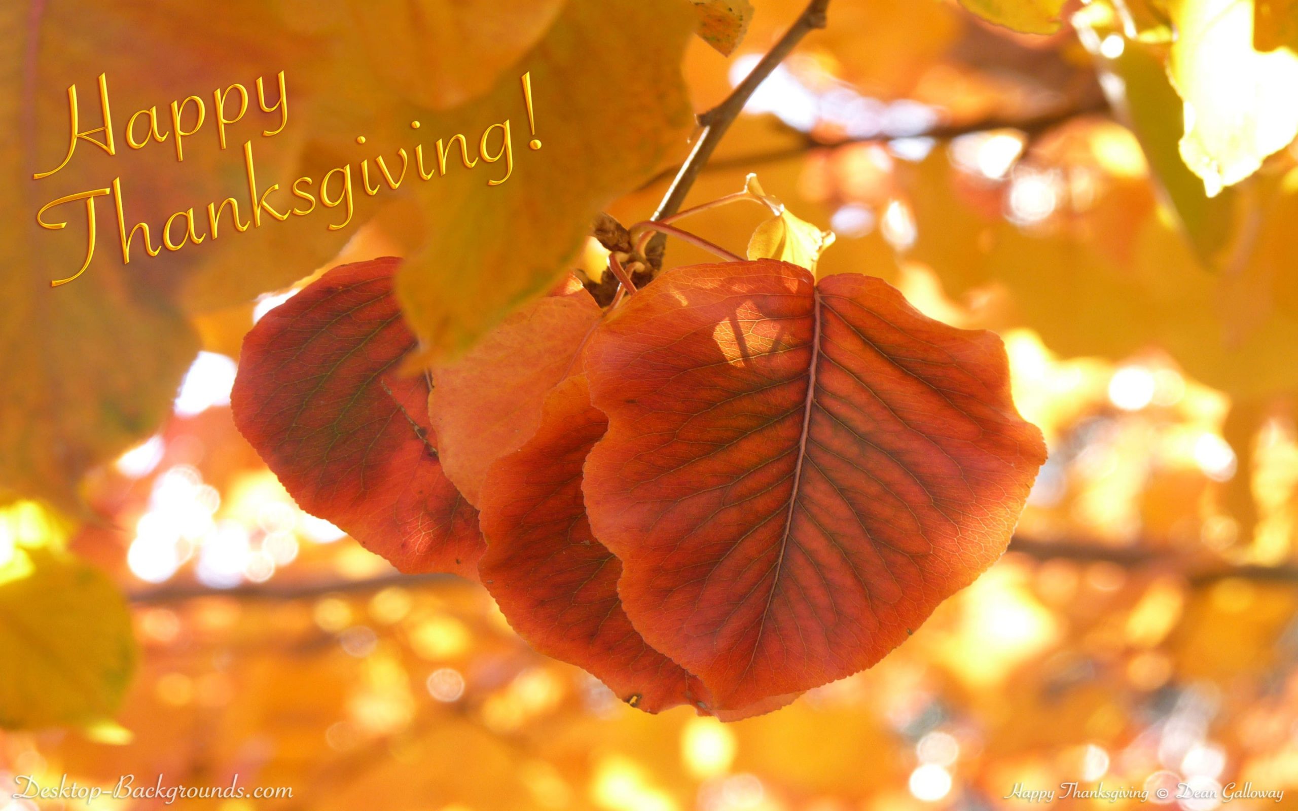 Thanksgiving Hd Widescreen Wallpapers