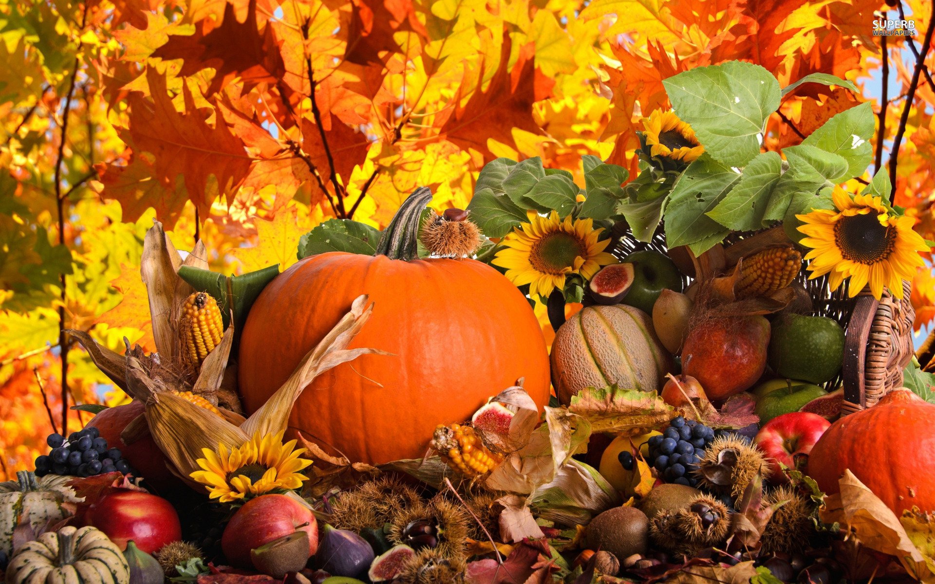 Thanksgiving Pumpkin Pictures Wallpapers