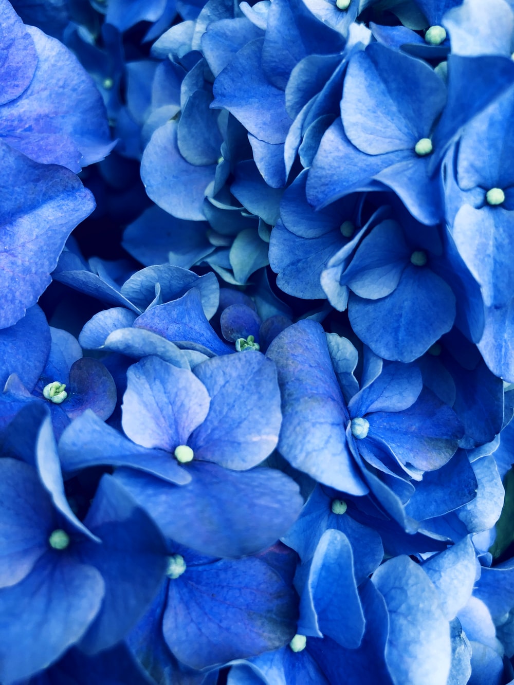 The Blue Flower Wallpapers