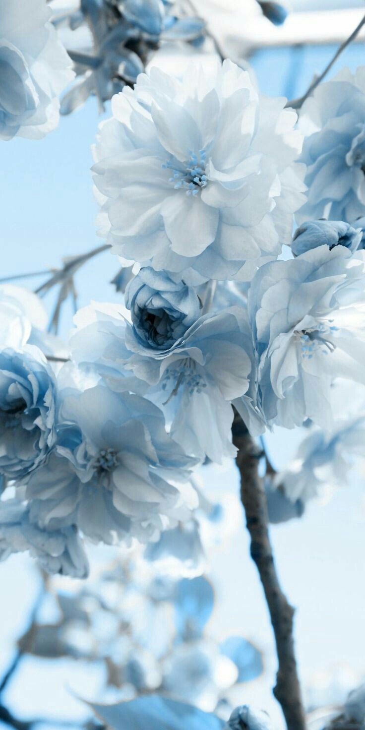 The Blue Flower Wallpapers