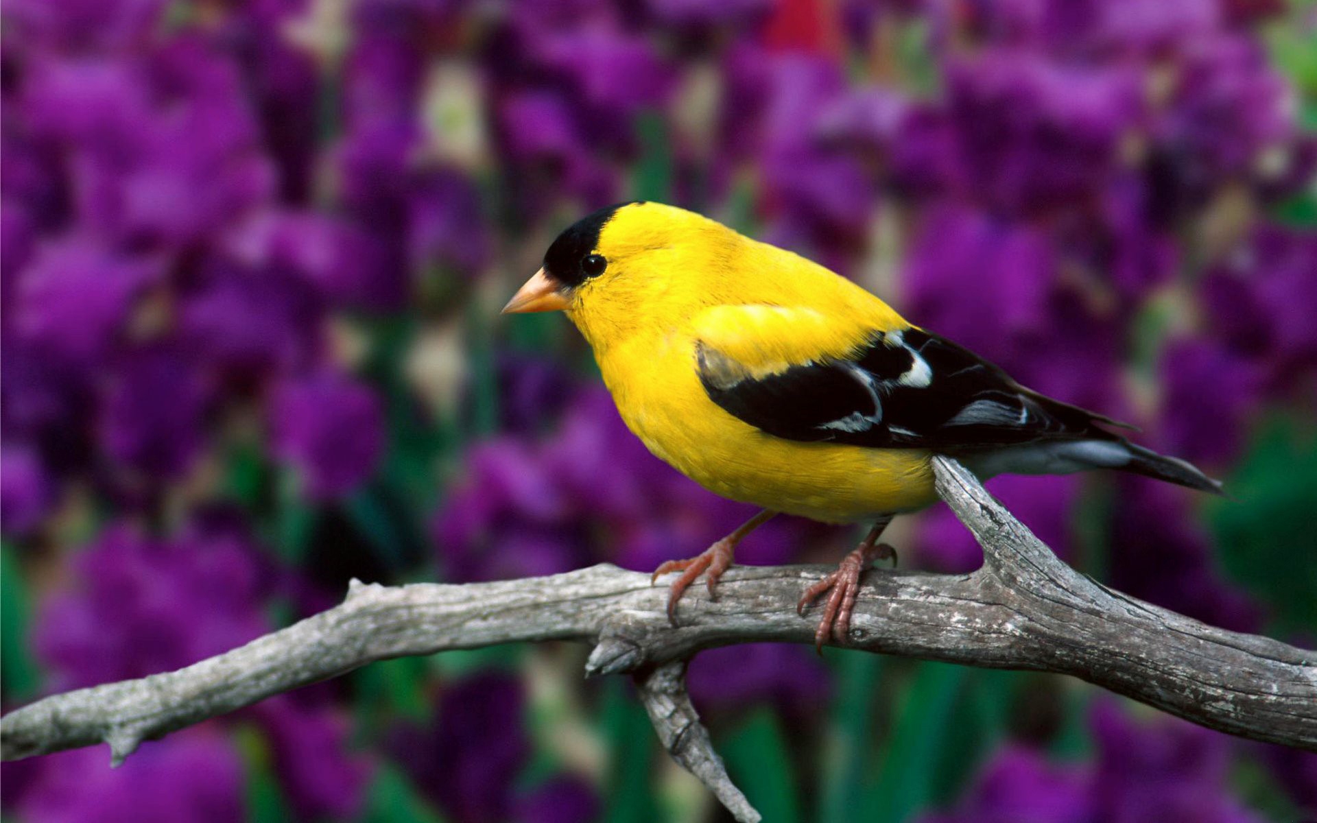 The Goldfinch Wallpapers