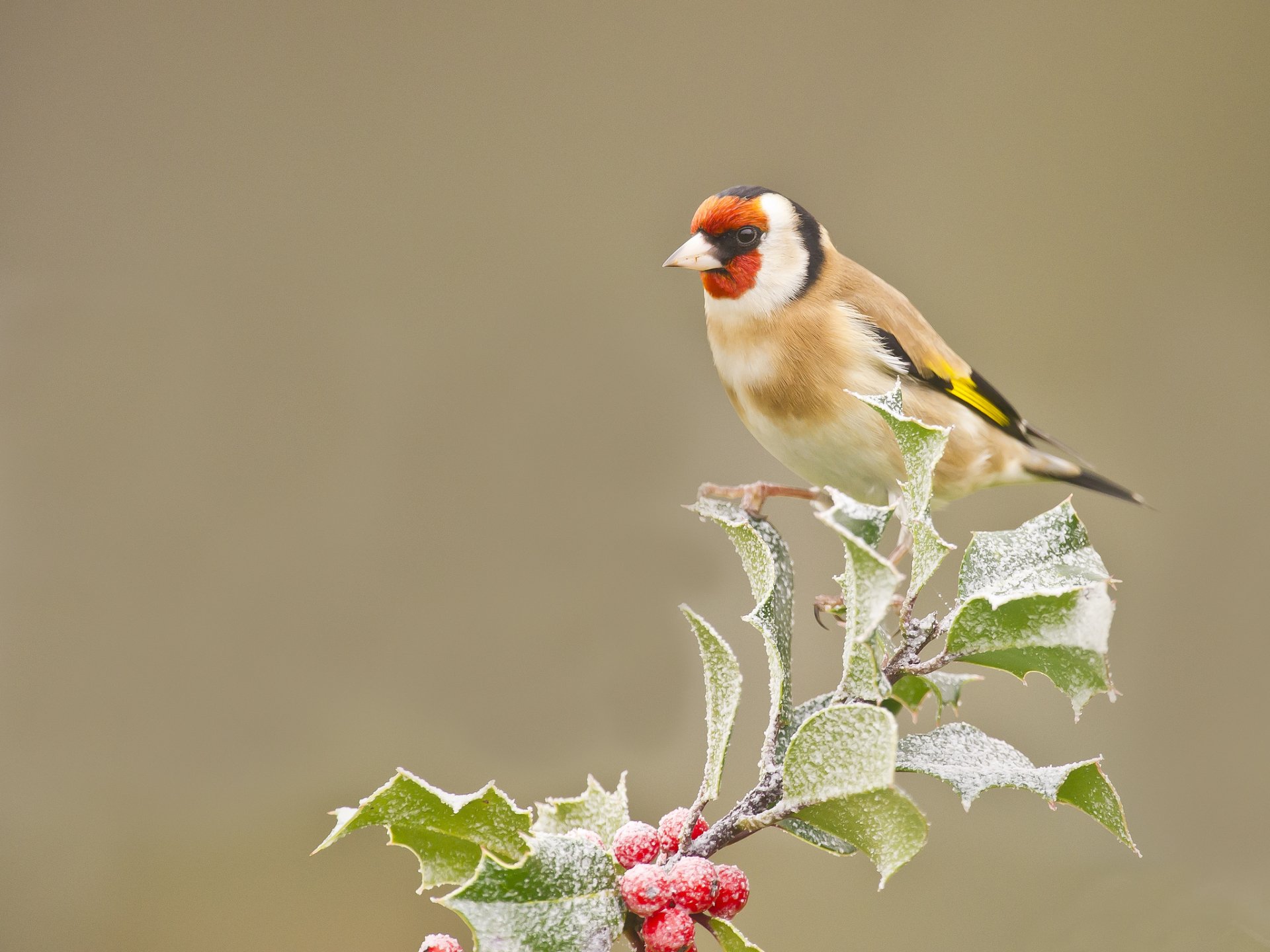 The Goldfinch Wallpapers