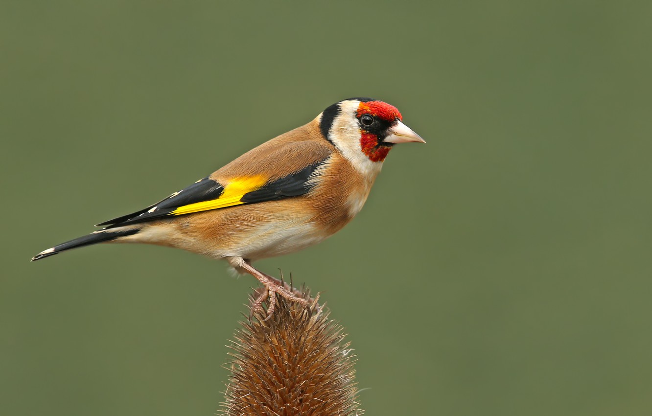 The Goldfinch Wallpapers