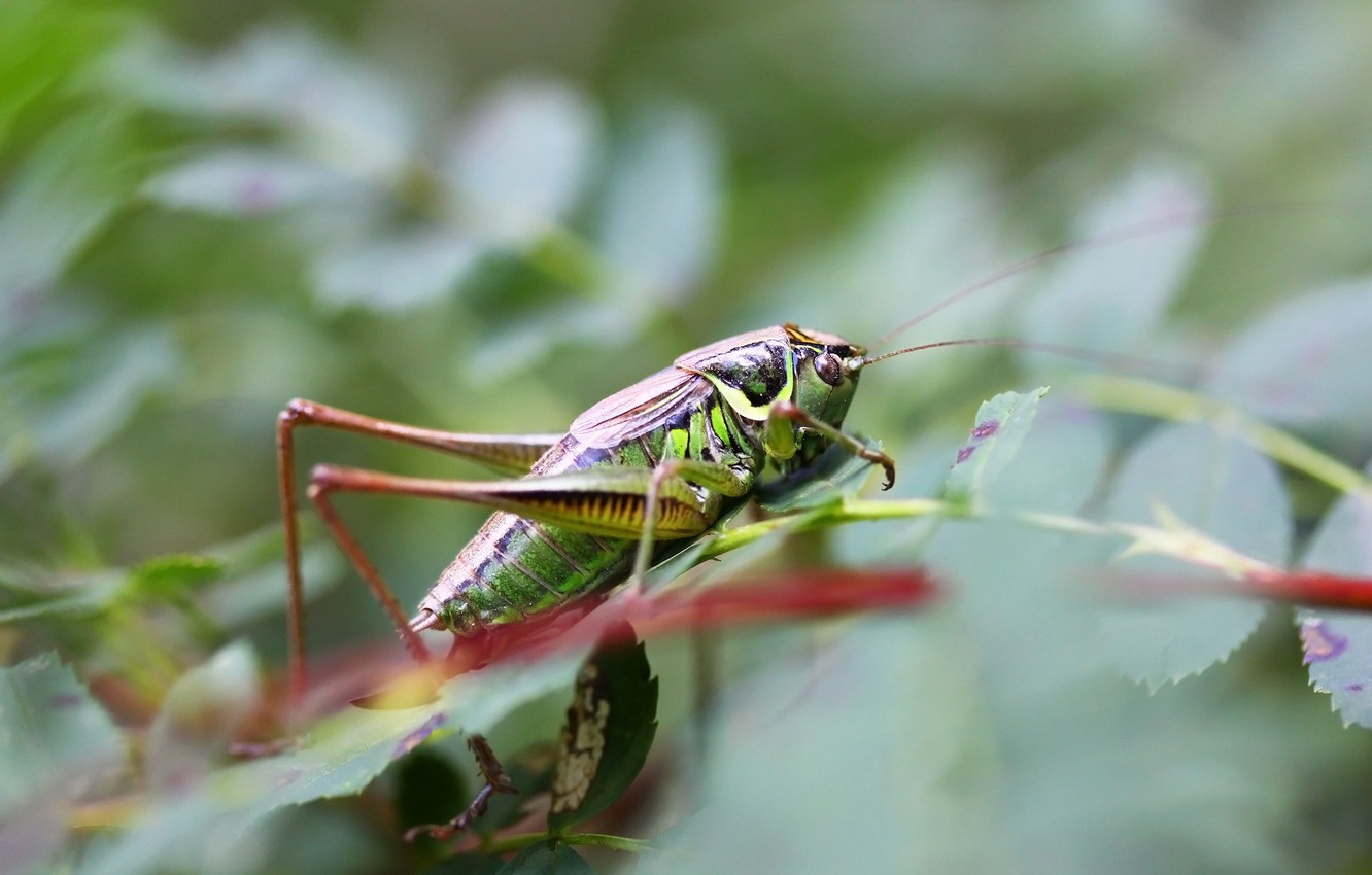 The Locust Wallpapers