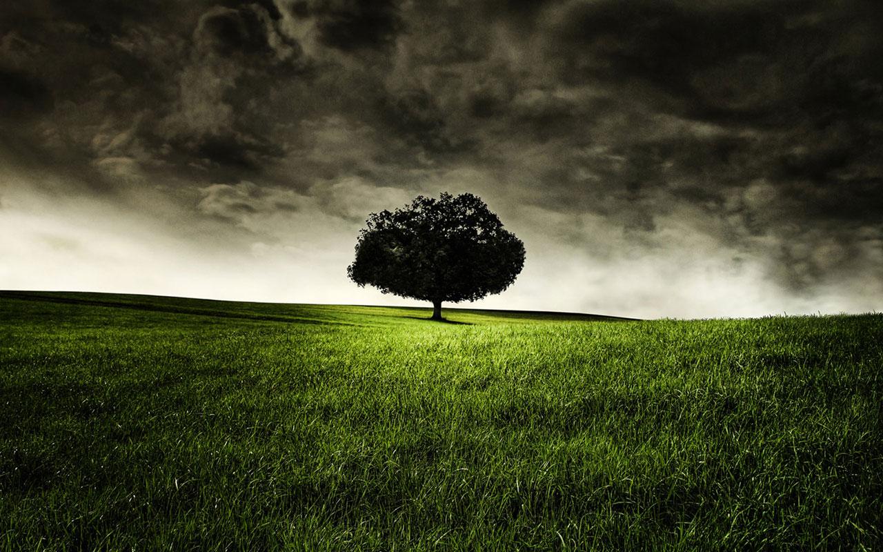 The Lonely Tree Wallpapers