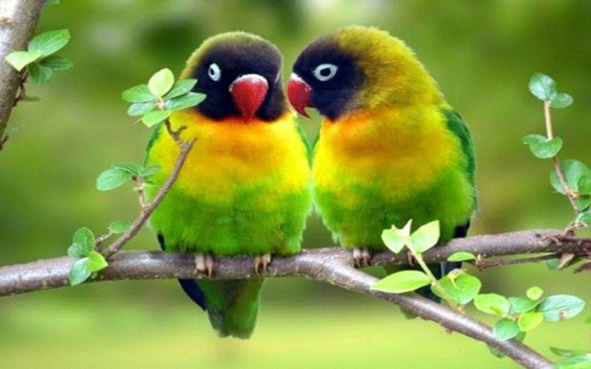 The Lovebirds Wallpapers