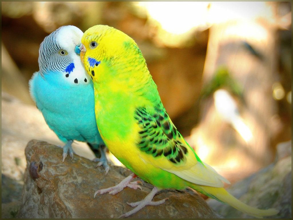 The Lovebirds Wallpapers