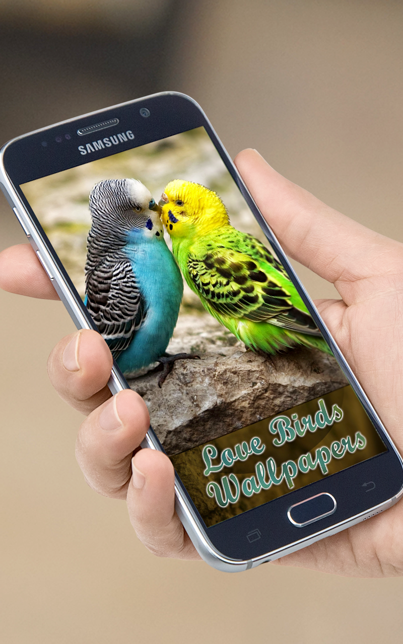 The Lovebirds Wallpapers