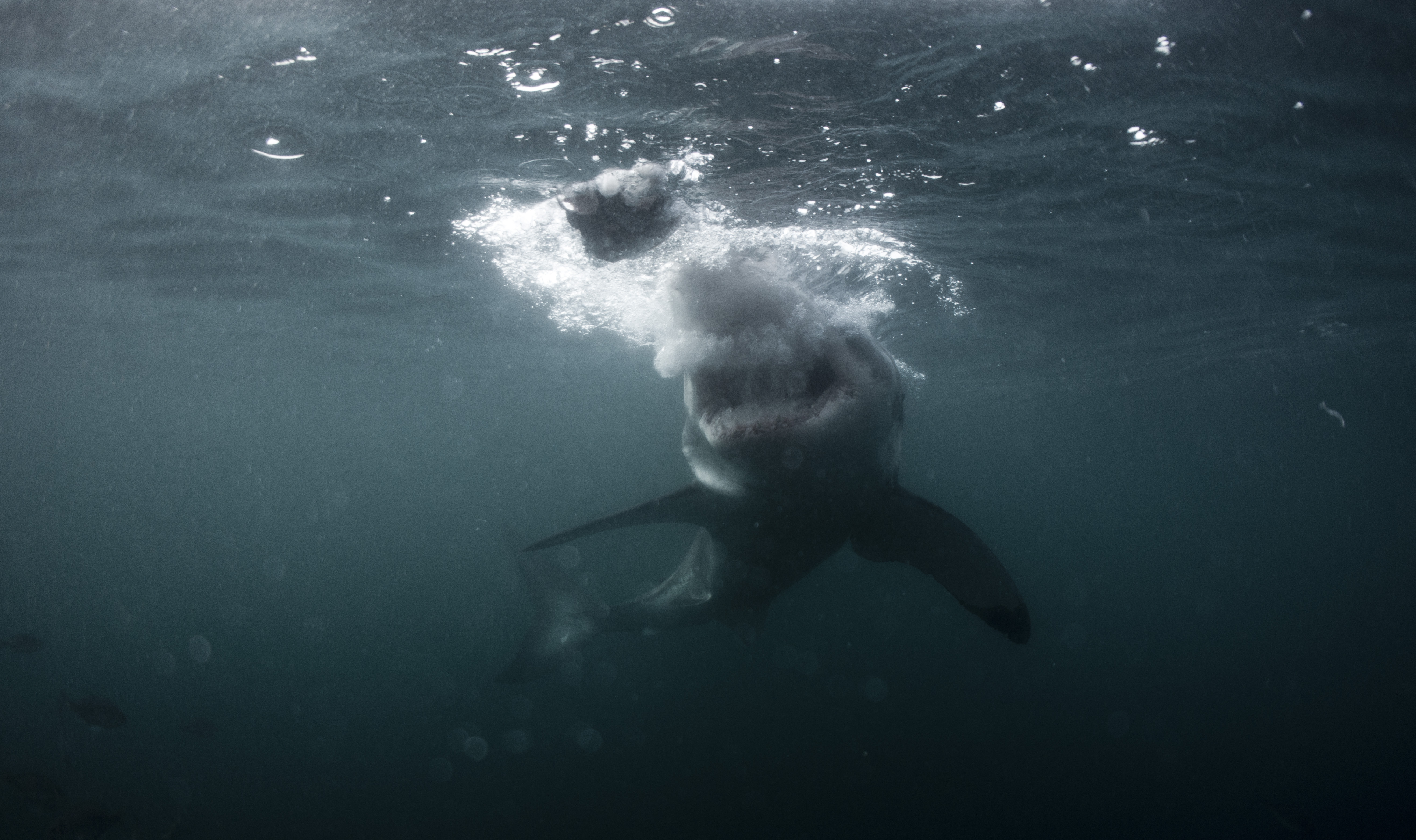 The Meg Sharks And Diver Poster Wallpapers