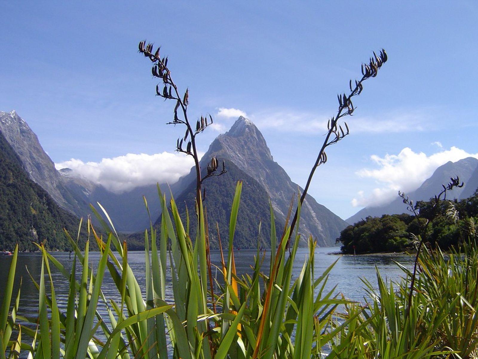 The Milky Pink Sea At Milford Sound 4K New Zealand Wallpapers