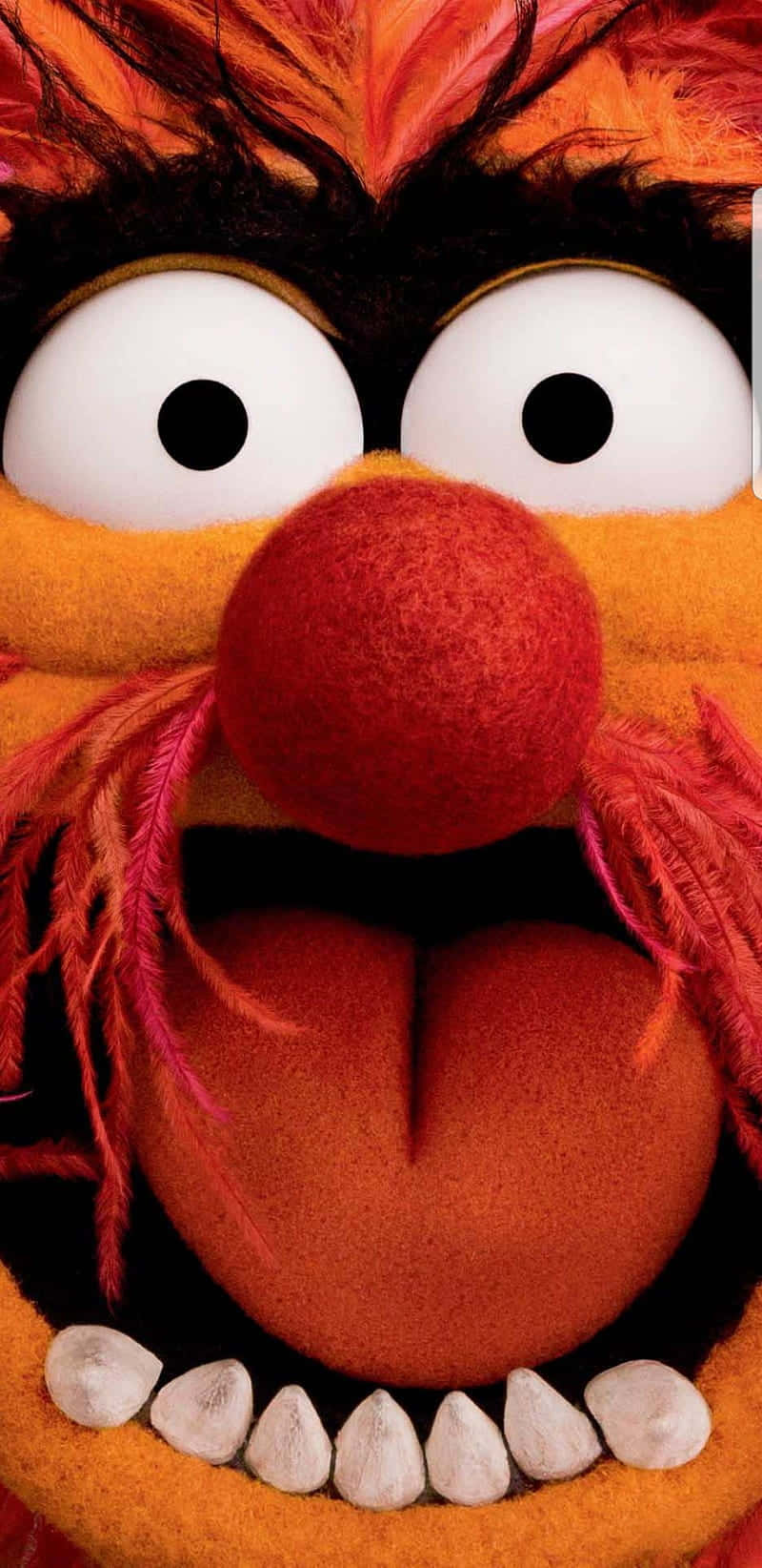 The Muppets Wallpapers