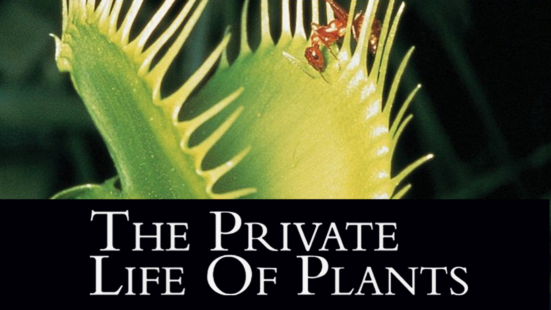 The Private Life Of Plants Wallpapers