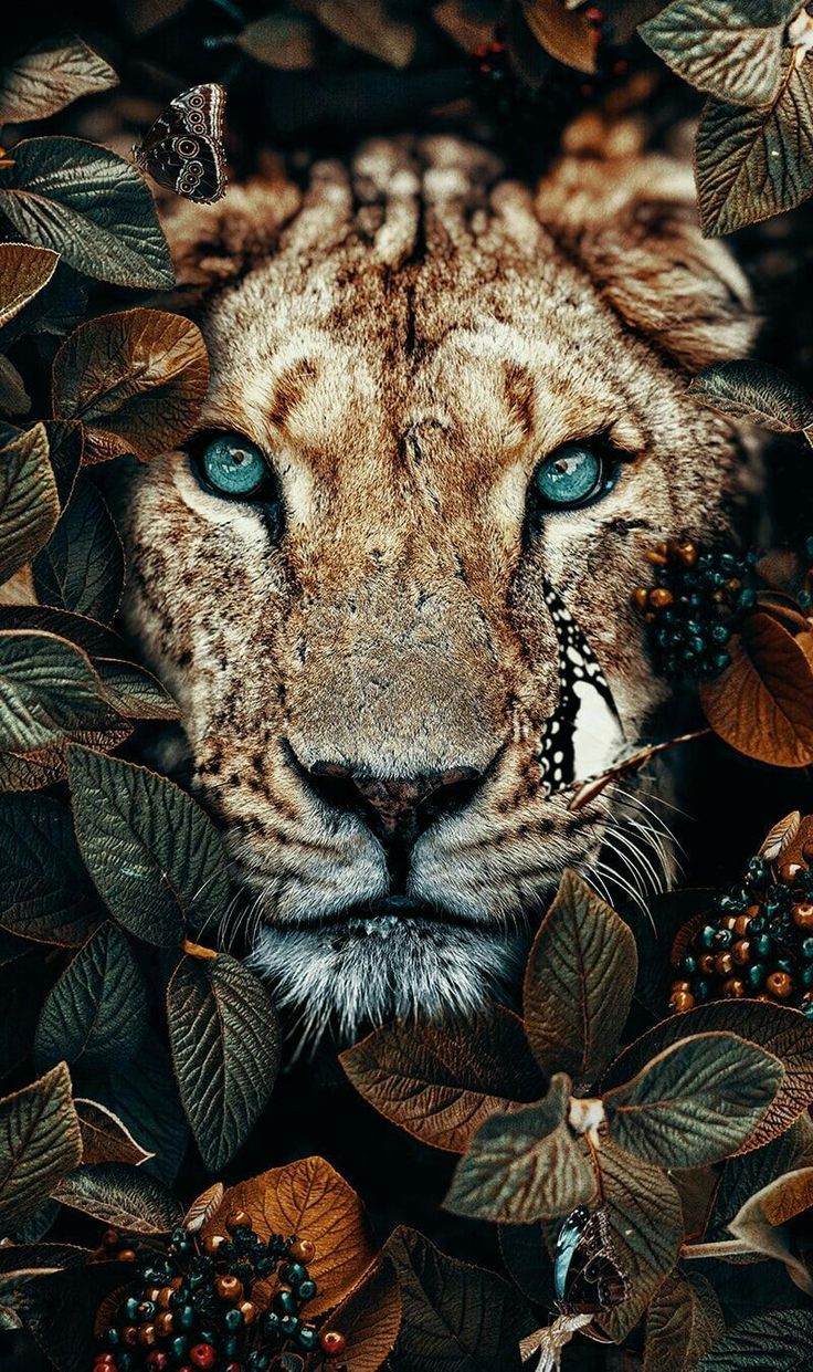 The Real Animal Wallpapers