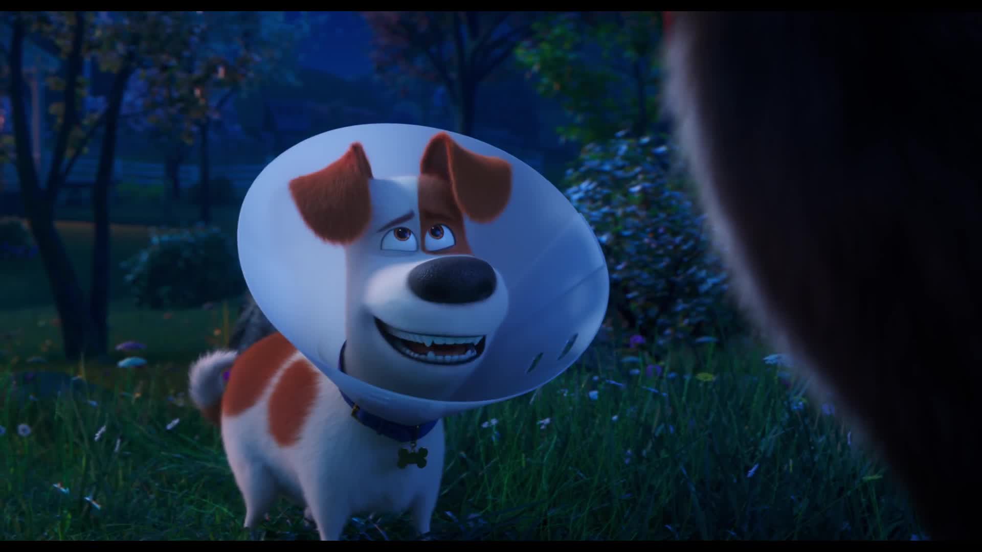 The Secret Life Of Pets 2 Movie Wallpapers