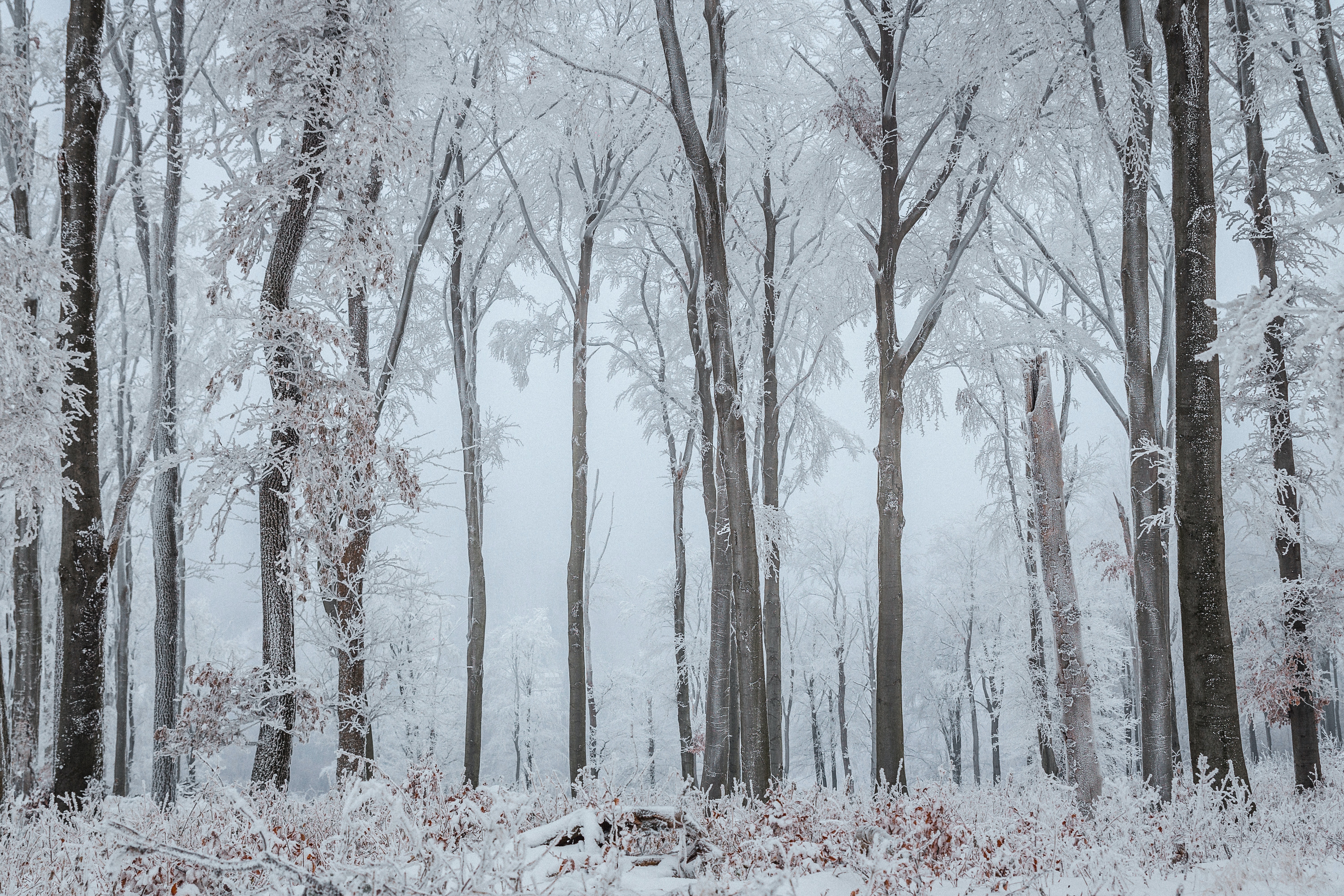 The Snowy Mountain In Forest Wallpapers