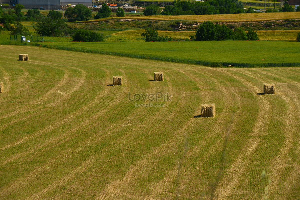 The Tree And Haystack Field Wallpapers