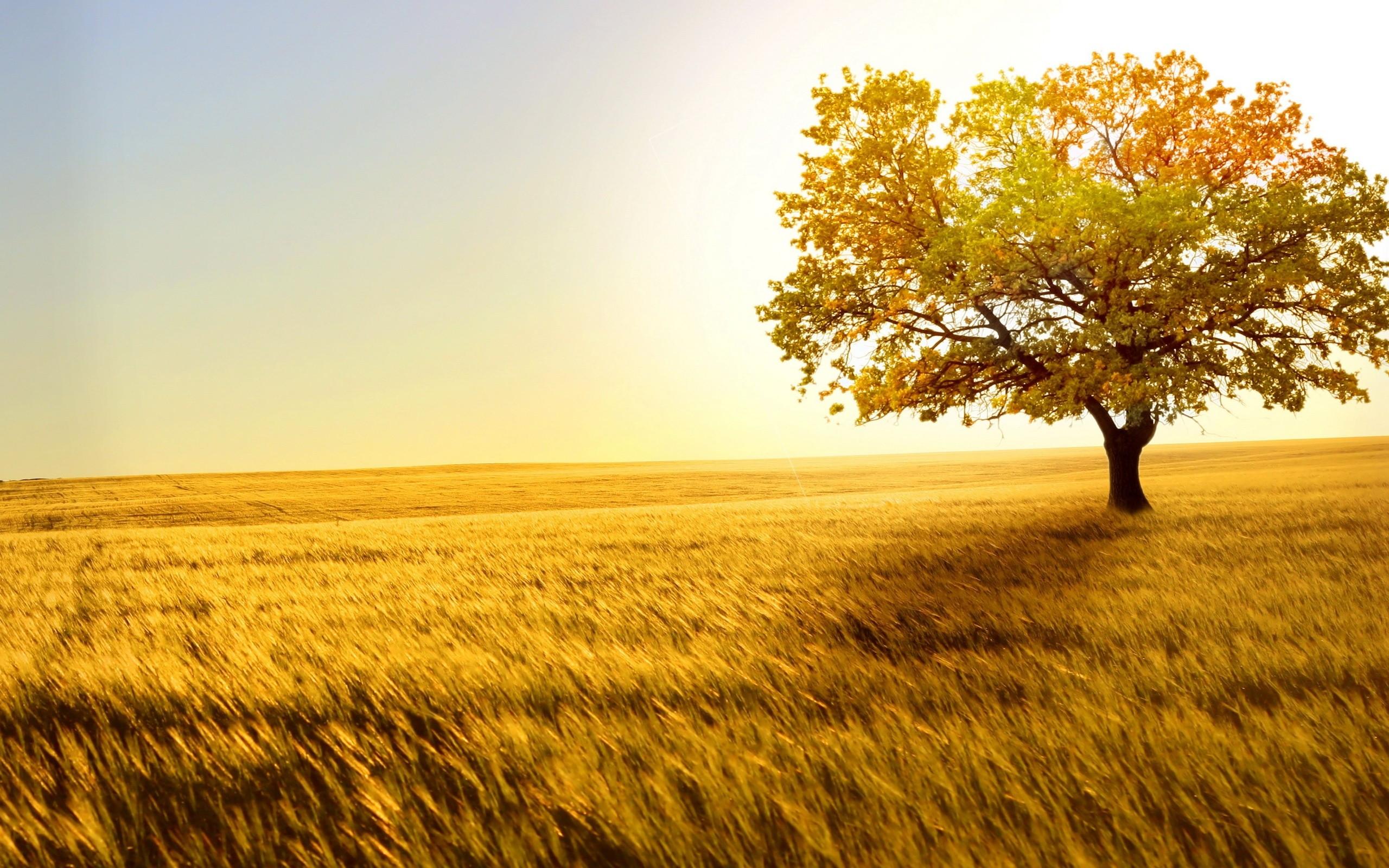 The Tree And Haystack Field Wallpapers