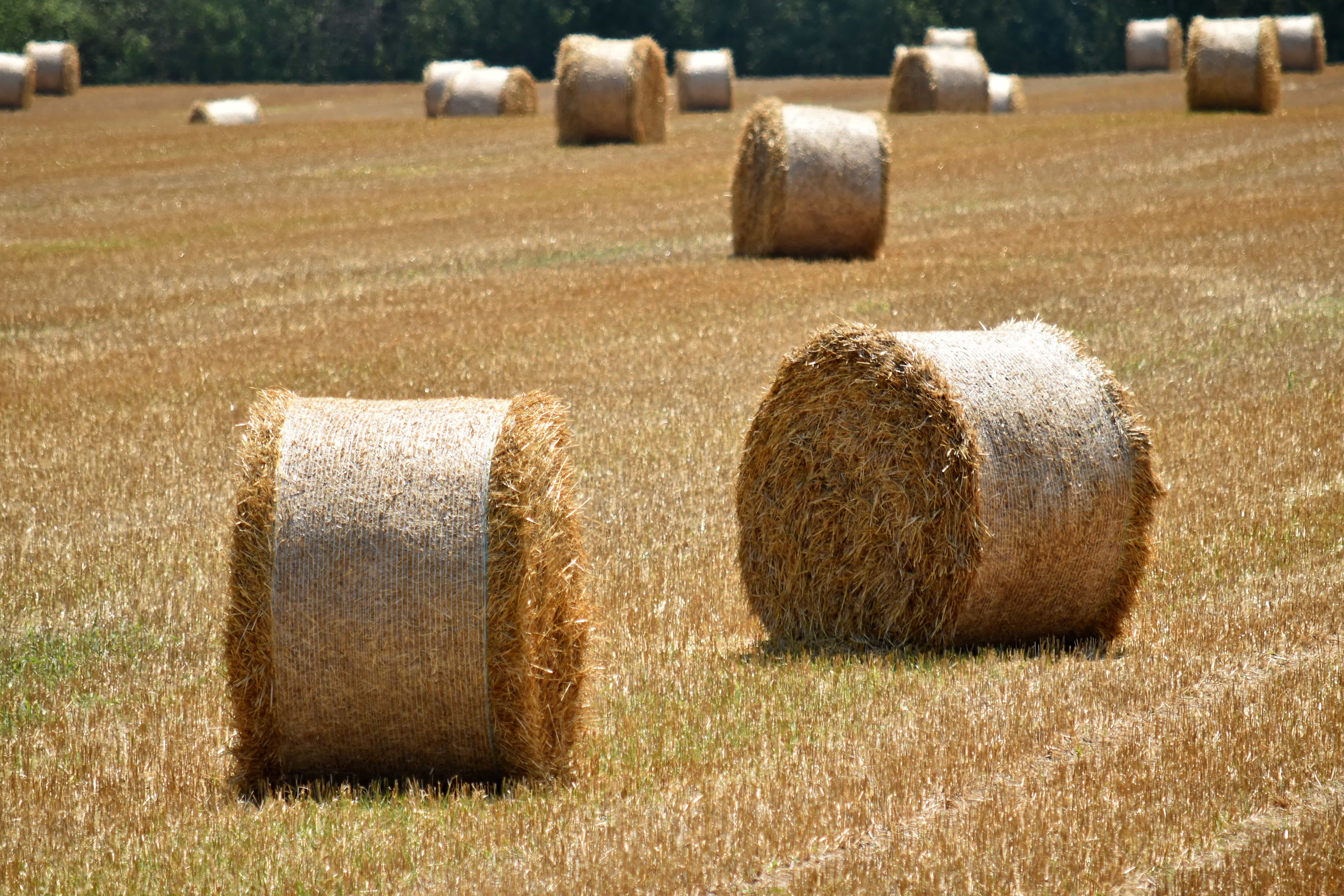 The Tree And Haystack Field Wallpapers