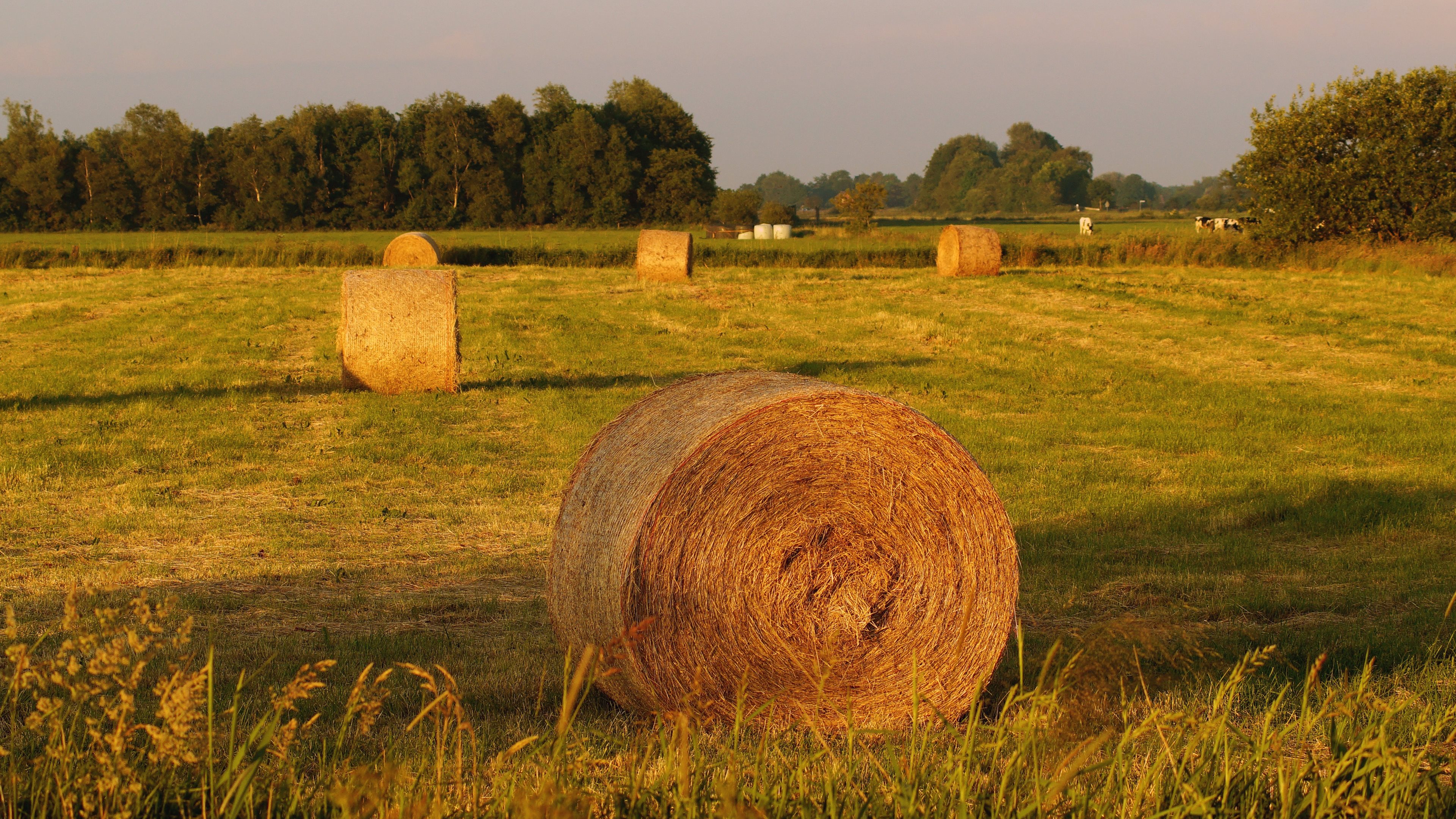 The Tree And Haystack Field Wallpapers