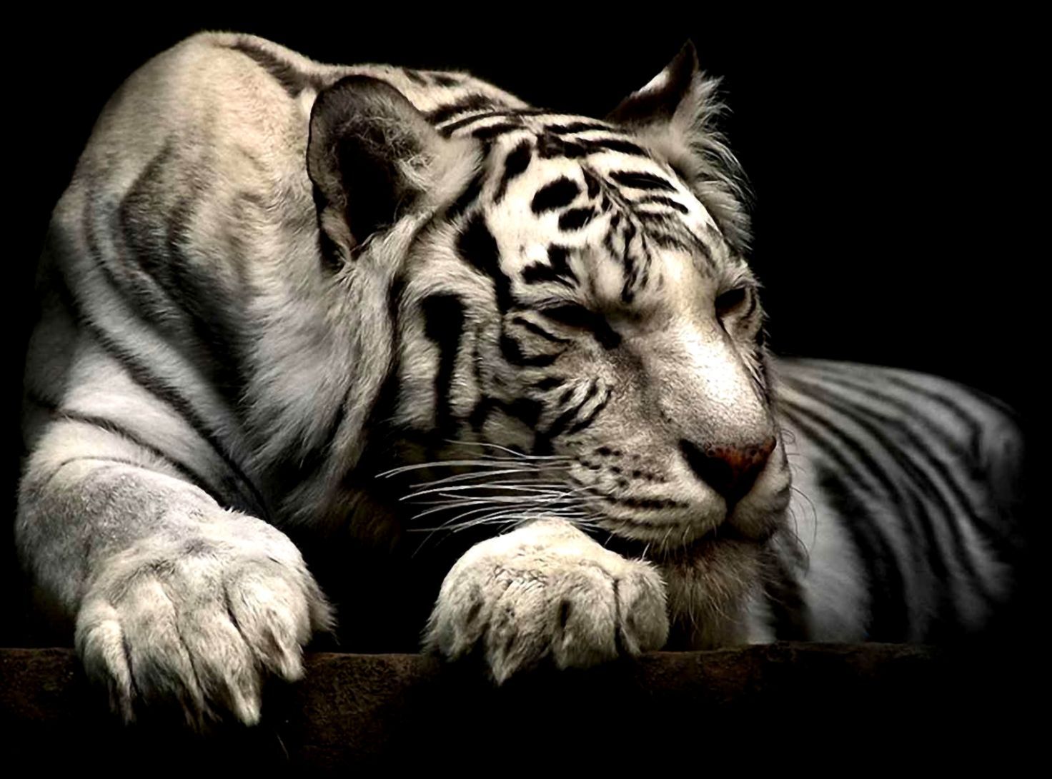 The White Tiger 2021 Wallpapers