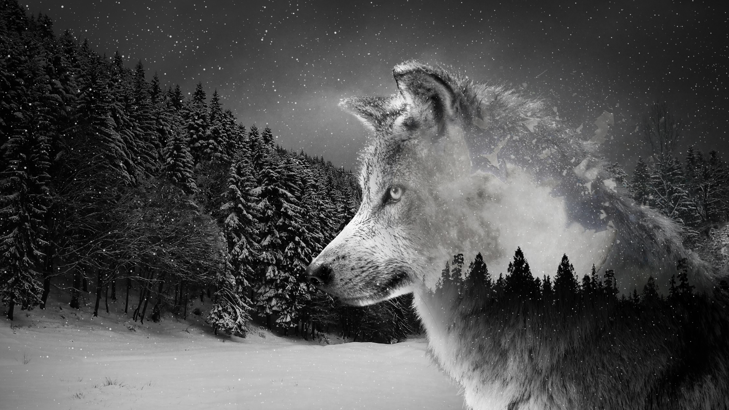 The Wolf Wallpapers