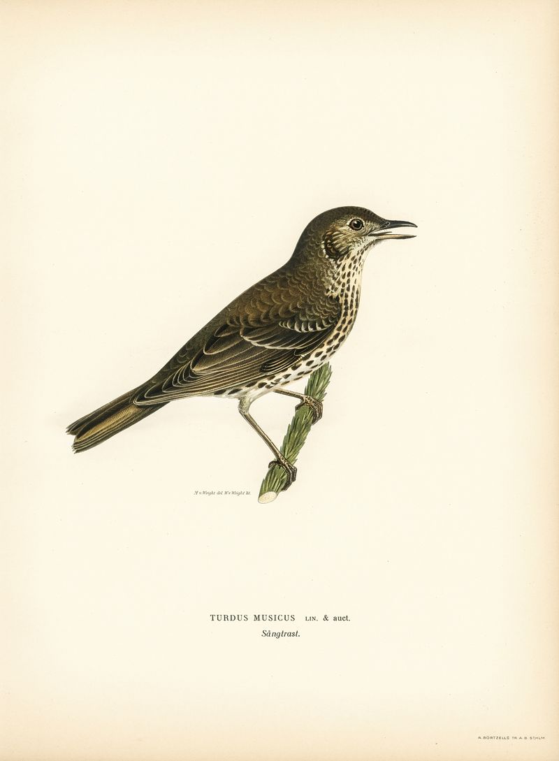 Thrush Wallpapers