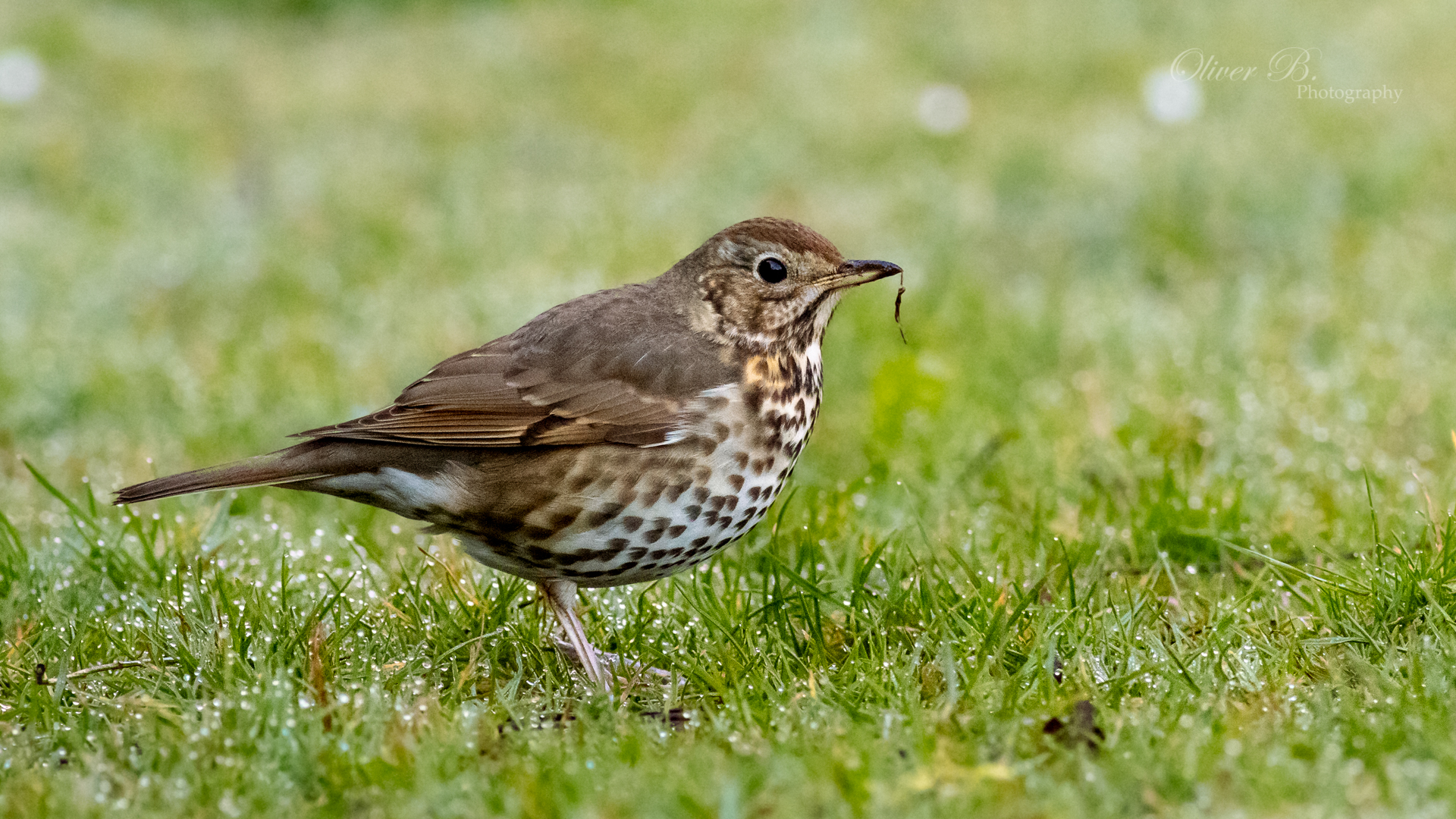 Thrush Wallpapers