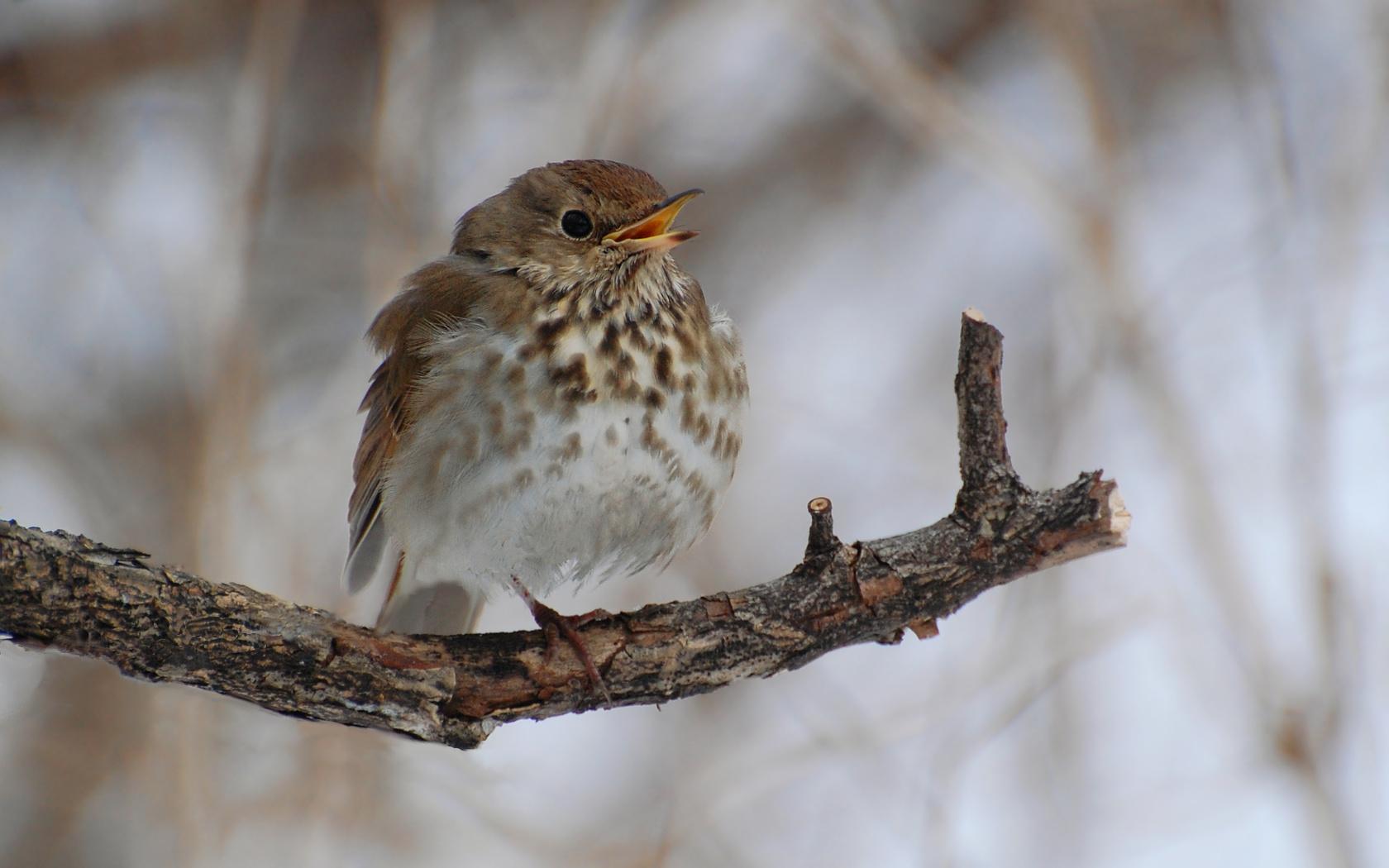 Thrush Wallpapers